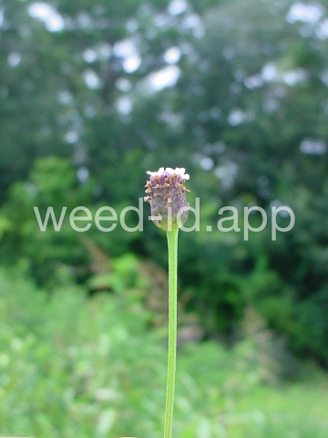 frog-fruit, common